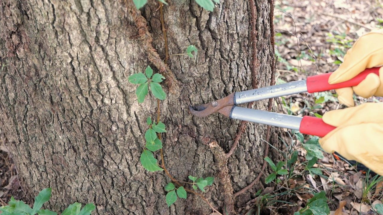 Get It Growing: How to remove woody vines from trees, shrubs
